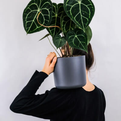 A propos Plants Store Gallery Img 1